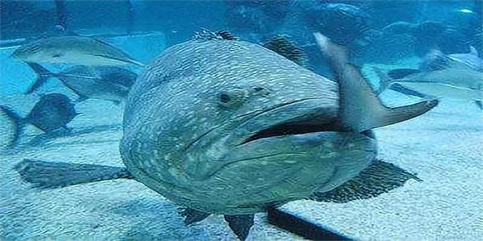 深海巨物  玛利亚石斑鱼  体长可达四五米 连鲨鱼也能一口吞下