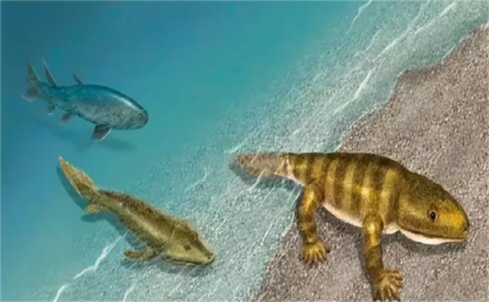 地球陆地生物和两栖生物的祖先  生活在泥盆纪的鱼石螈  率先登岸