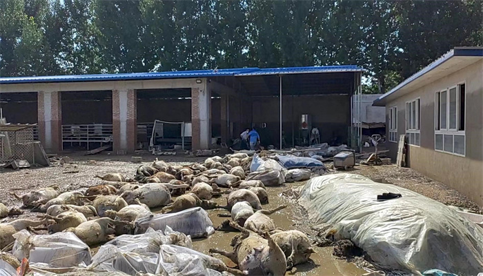 被洪水淹死的几百只羊有了归宿 如何进行处理