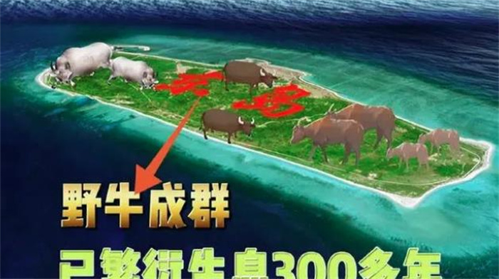 西沙东岛发现的野牛群，已繁衍300多年，它们究竟是从哪儿来的？