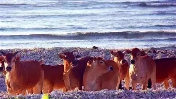 西沙东岛发现的野牛群，已繁衍300多年，它们究竟是从哪儿来的？