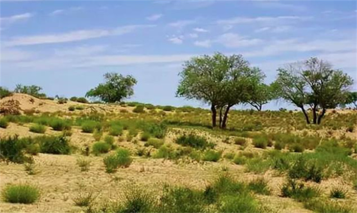 沙漠为什么会吸收二氧化碳？如果把沙漠变成森林会更好吗？