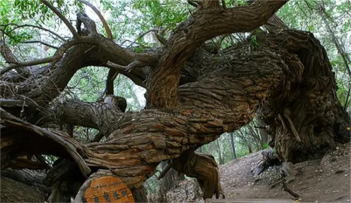被誉为“戈壁明珠”的天山神木园 为何生长许多千年古树