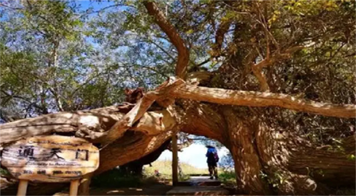 被誉为“戈壁明珠”的天山神木园 为何生长许多千年古树