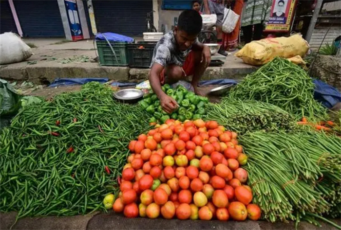 印度的西红柿乱象 让农民两极分化（西红柿之乱）