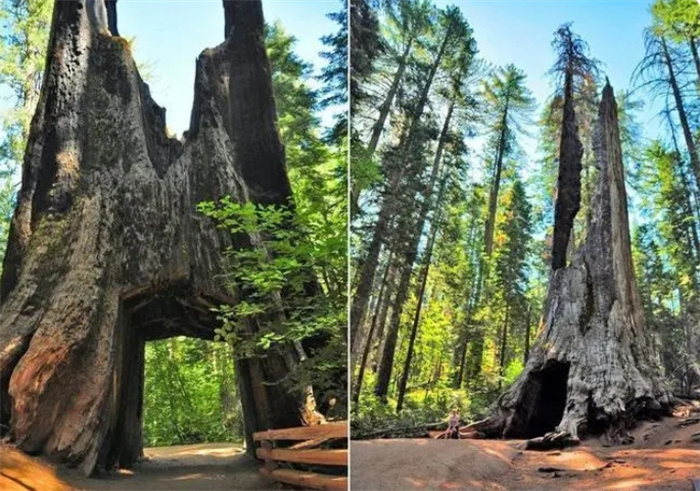 世界上最大的树：可存活2000年，直径可达8米，汽车可从底部穿过