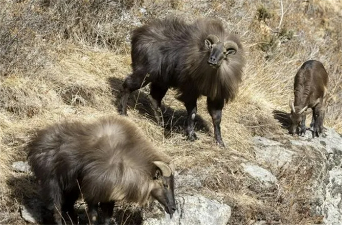 羊也是有害物种？喜马拉雅山的“金毛狮羊”，曾经也被赶尽杀绝？