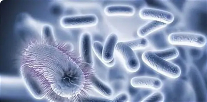 为什么细菌无法长成“粗菌” 新发现长达2cm的细菌是怎么回事