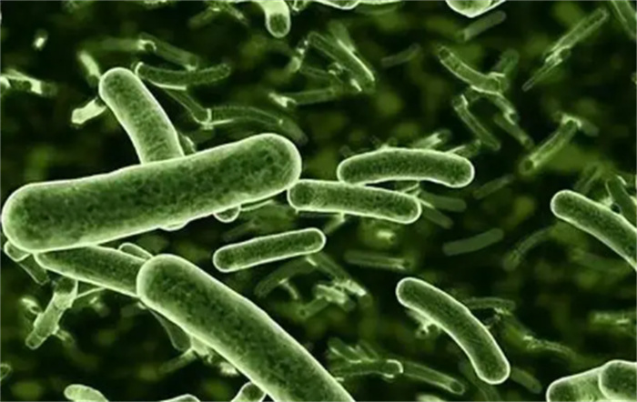 为什么细菌无法长成“粗菌” 新发现长达2cm的细菌是怎么回事