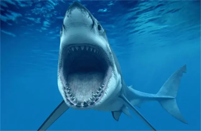 鲨鱼明明不吃人 为何常袭击人类