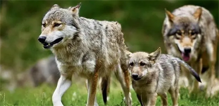 狼群以家庭为单位，低级狼没有交配权，它们如何繁衍后代？