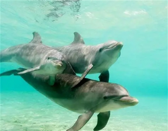 海豚为什么被认为是变态生物？从交配方式来看，已具人类特征