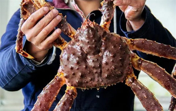 海洋中的巨型螃蟹 到底是不是海洋怪物（巨型螃蟹）