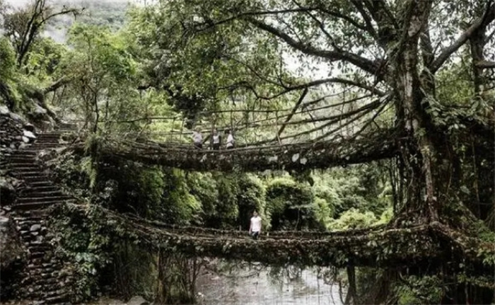 活的桥：印度古老部落，花15年用活树树根造桥，可抵挡百年洪水