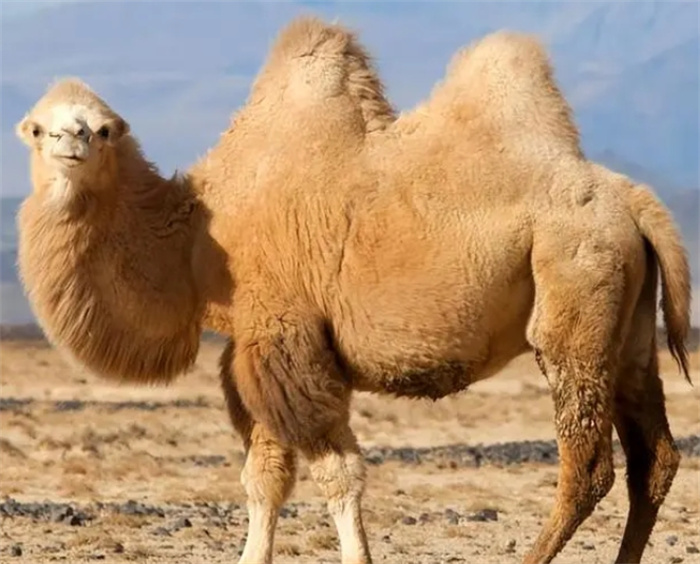 骆驼喝水也能上新闻？野骆驼和家养骆驼的区别究竟在哪里？