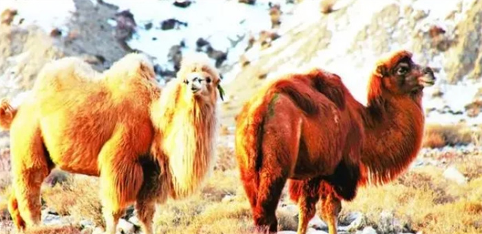 骆驼喝水也能上新闻？野骆驼和家养骆驼的区别究竟在哪里？