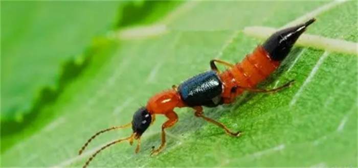 霸占蚂蚁的巢穴 伤害蚂蚁的族类 冒充蚂蚁的动物到底来头多大