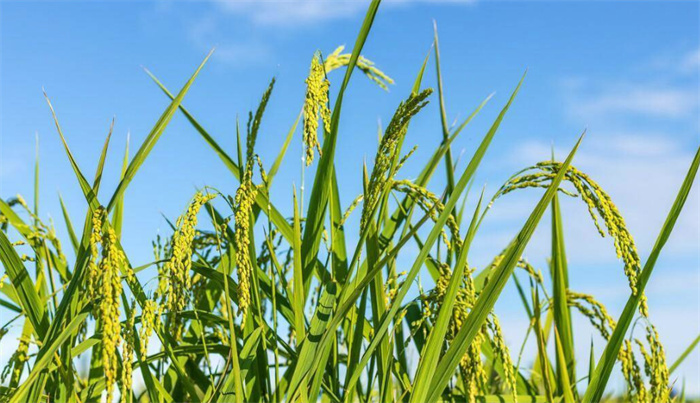 竹稻是什么   关于竹稻的研发历程（花费近半个世纪）