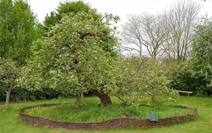 砸中牛顿的那棵苹果树：仍健在，已400岁高龄，并已被嫁接到全球