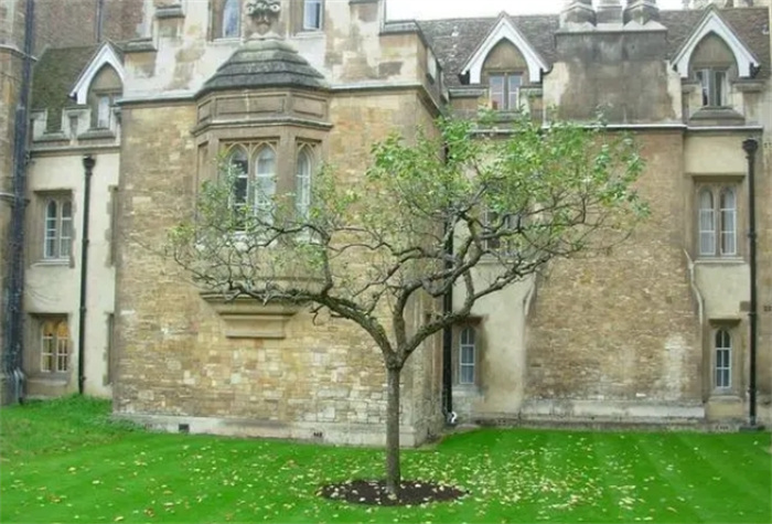 砸中牛顿的那棵苹果树：仍健在，已400岁高龄，并已被嫁接到全球
