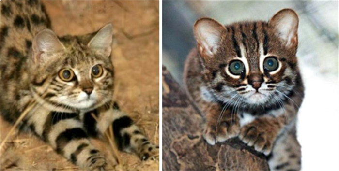 世上最小猫咪锈斑豹猫  萌是表象  逮松鼠抓兔子  一顿吃半斤肉