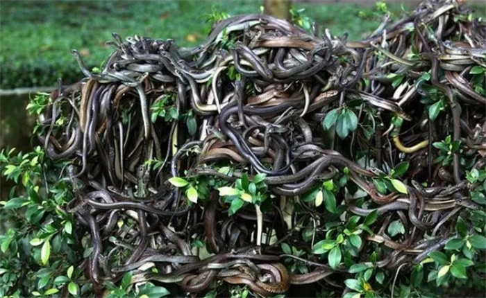 南美禁岛：每平方米就有1条蛇，游客禁止入内，当地人都不敢踏入