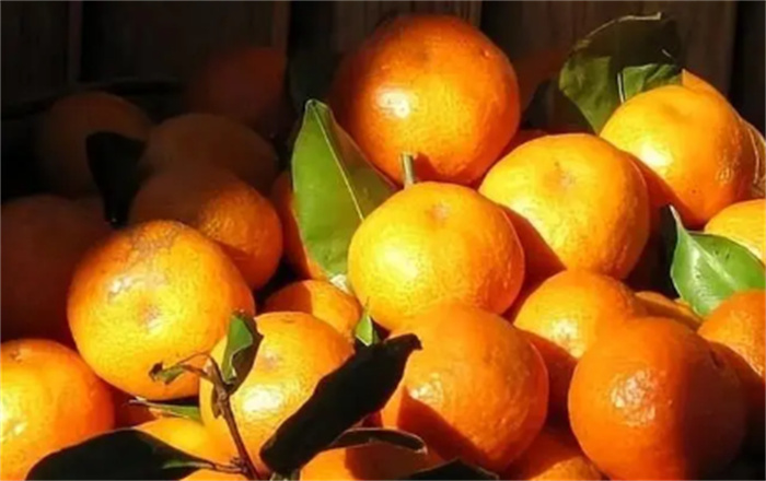 柑橘家庭有多乱  任意品种都能杂交  种类多到数不清
