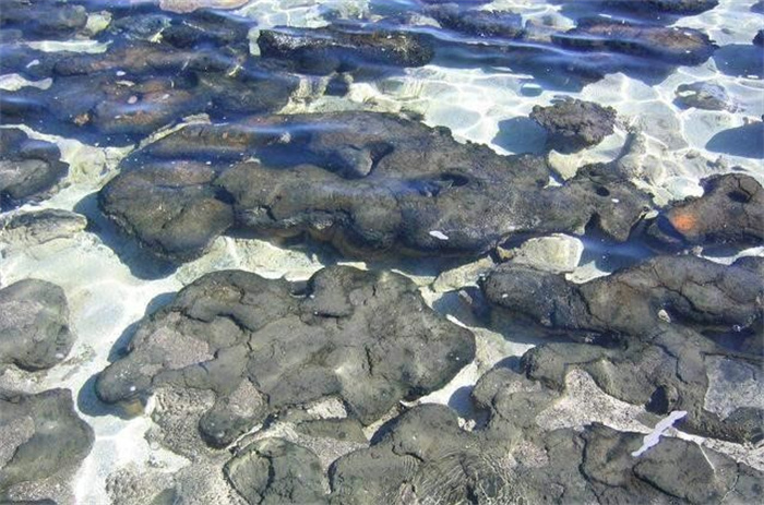 “叠层石”远古时代生物首次成功改造自然的标志