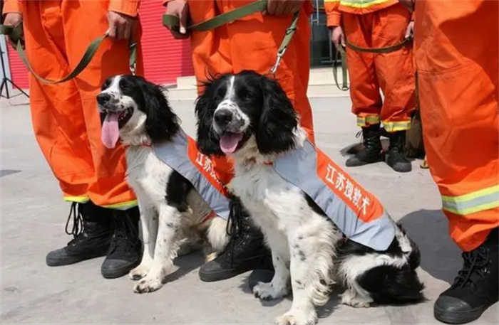 在飞机出事之后 为啥不用科技而用搜救犬（搜救犬）