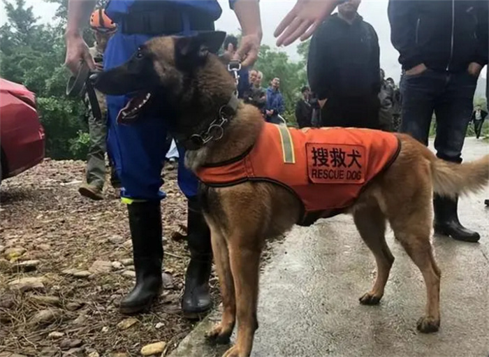 在飞机出事之后 为啥不用科技而用搜救犬（搜救犬）