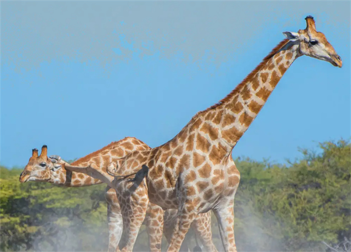长颈鹿的繁殖过程多奇特 遇上危险 长颈鹿为自保有多凶猛