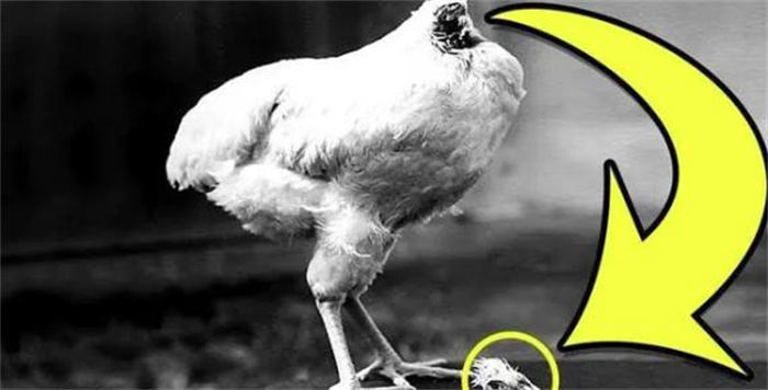 失去头部但生活了18个月的鸡！地球上发生过的5种奇怪的动物现象