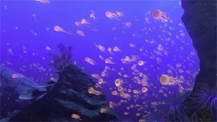 百慕大海底是外星生命的基地吗 那里有什么秘密
