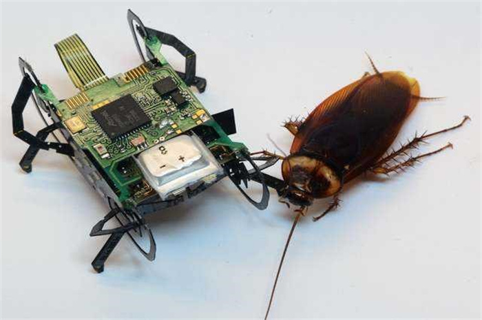 蟑螂身上隐藏着什么 为何科学家认为它们或许能带领人类走向未来