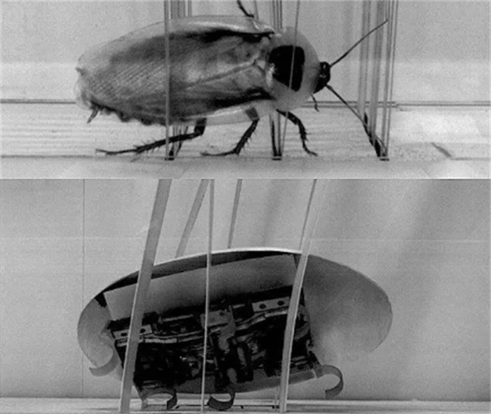 蟑螂身上隐藏着什么 为何科学家认为它们或许能带领人类走向未来