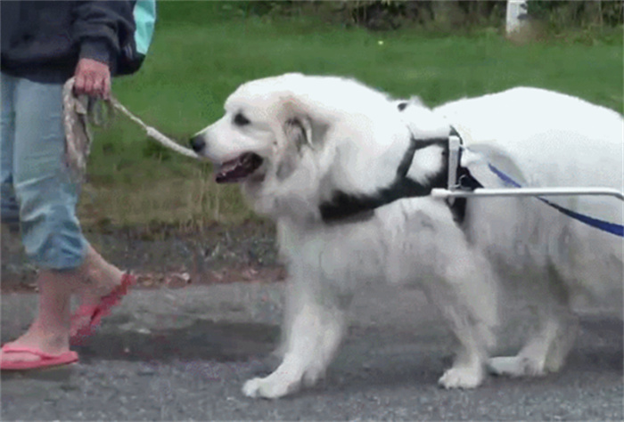 女生更喜欢养大型犬 大型犬有什么魅力（大型犬种）