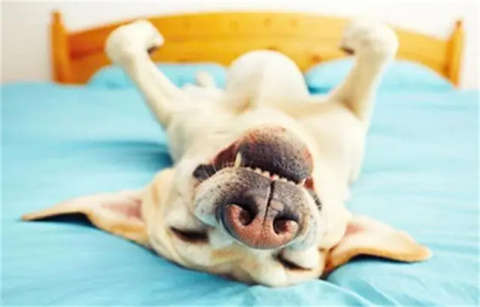 狗也会发出笑声吗  科学解释：狗发出的6种声音及其含义