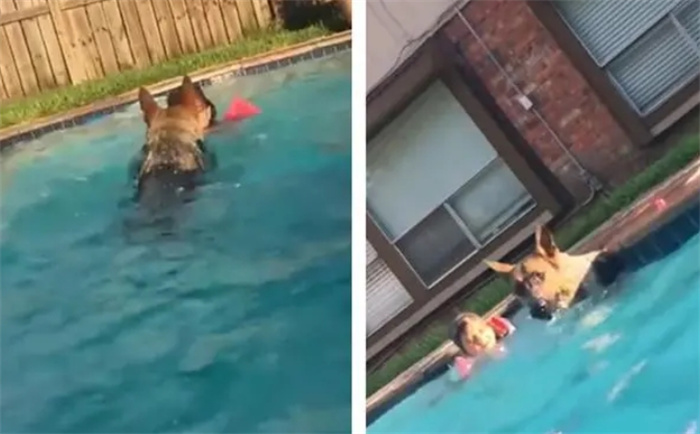见小主人掉进泳池，狗狗冲入水中！6只在危险时刻拯救人类的动物