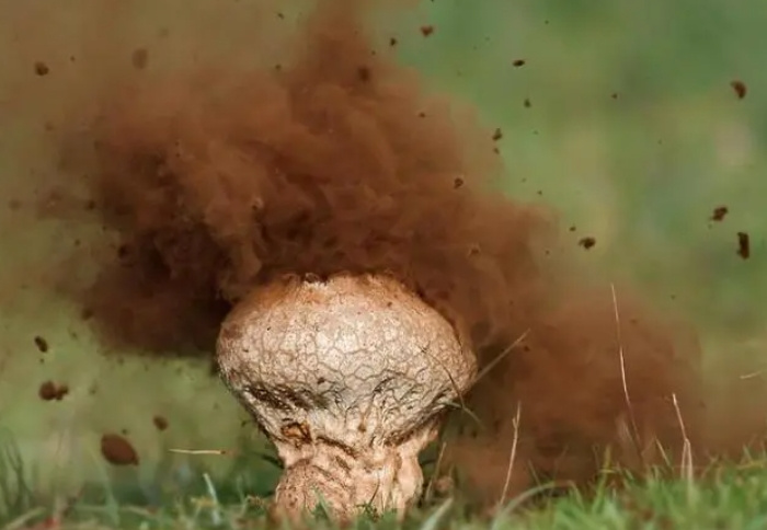 如何判断蘑菇是否有毒？羊肚菌都真假难分，不是专家还是别乱尝试