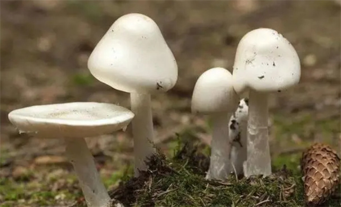 如何判断蘑菇是否有毒？羊肚菌都真假难分，不是专家还是别乱尝试