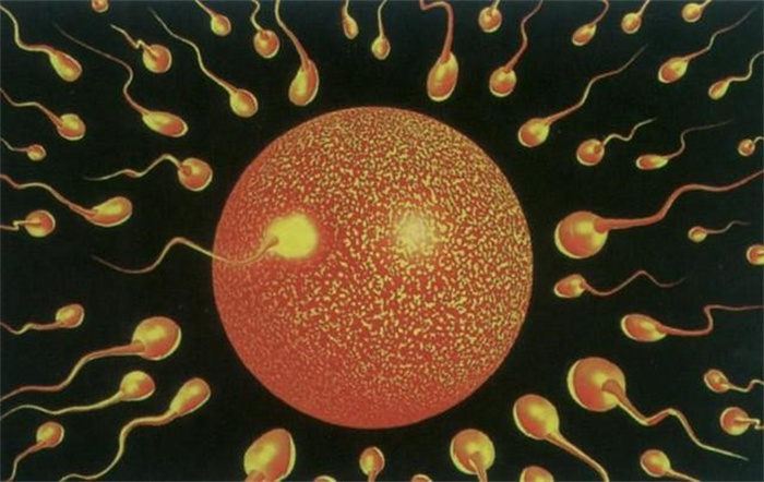 从精子到胚胎有多难 比被雷劈中的概率还高出了7193倍