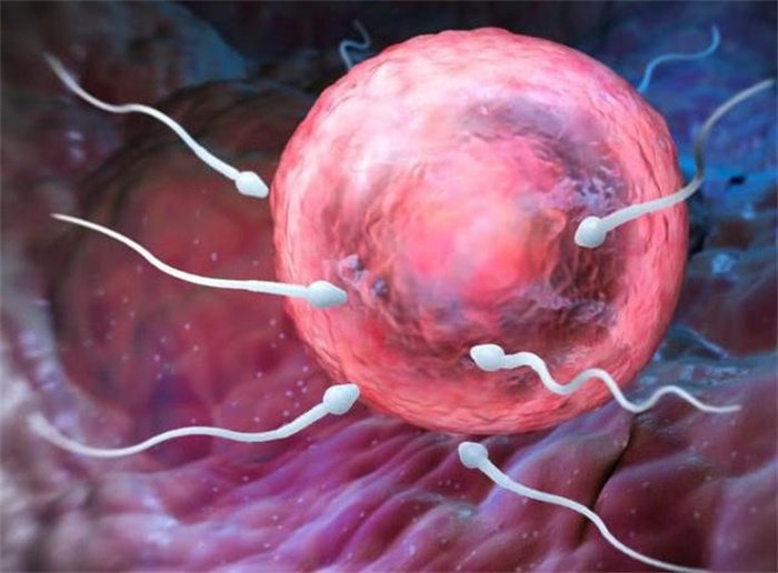 从精子到胚胎有多难 比被雷劈中的概率还高出了7193倍