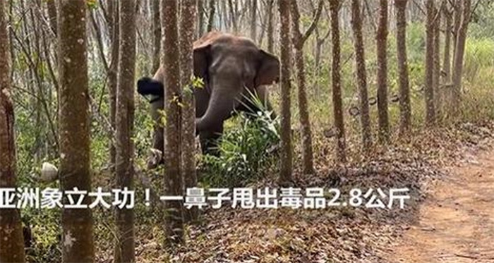 亚洲象一鼻子甩出毒品2.8公斤 亚洲象立大功