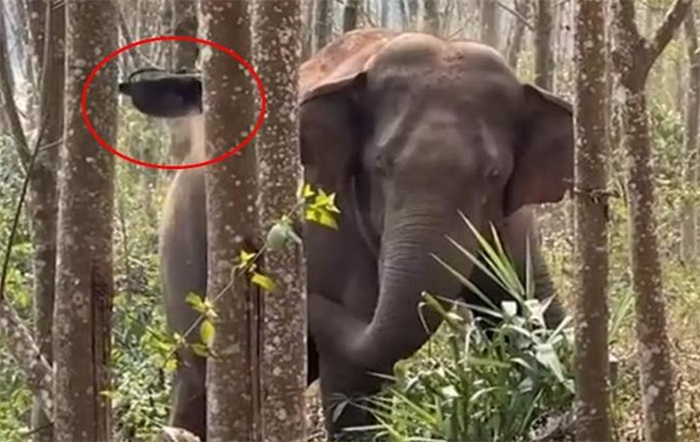 亚洲象一鼻子甩出毒品2.8公斤 亚洲象立大功