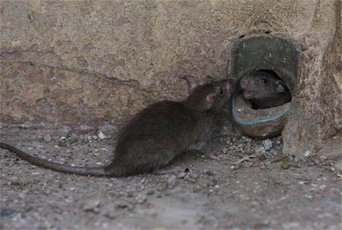 老鼠最怕什么气味 怎么把老鼠赶走（辣椒）