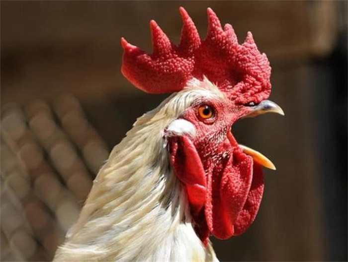 为什么有人会害怕鸡 恐鸡症难道是因为鸡是霸王龙的后代