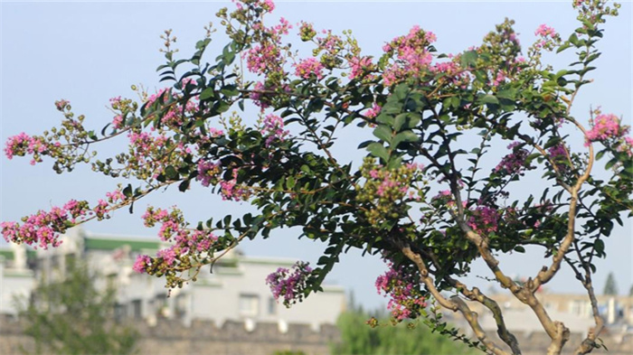 一共7万多株紫薇树苗遭到强毁 陕西通报列入整改范围