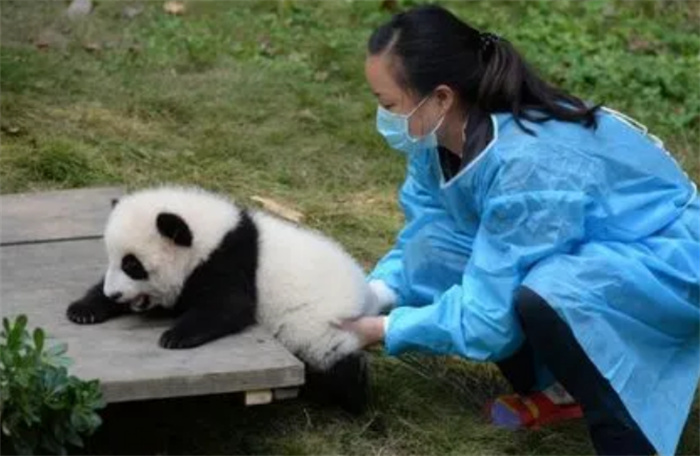 2游客被终生禁入成都大熊猫基地 为何被禁入大熊猫基地