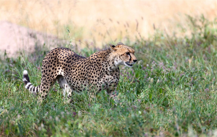 速度最快的猫科动物 天生的猎手（猎豹）