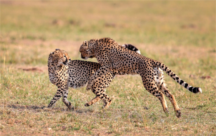 速度最快的猫科动物 天生的猎手（猎豹）